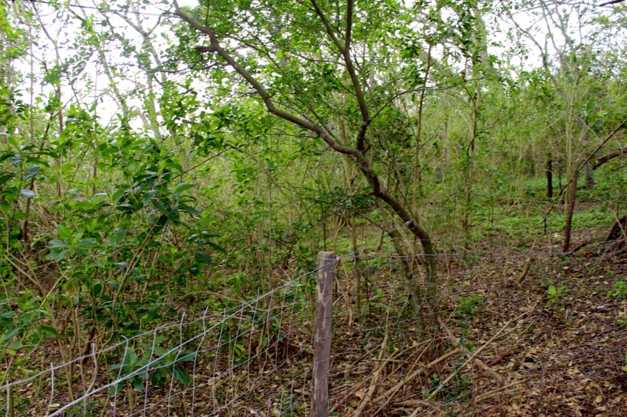 4 Bedroom Property for Sale in Bathurst Eastern Cape